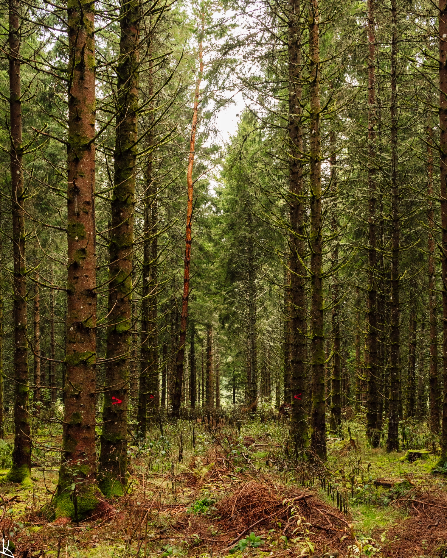 Forêt - vers l'ouest